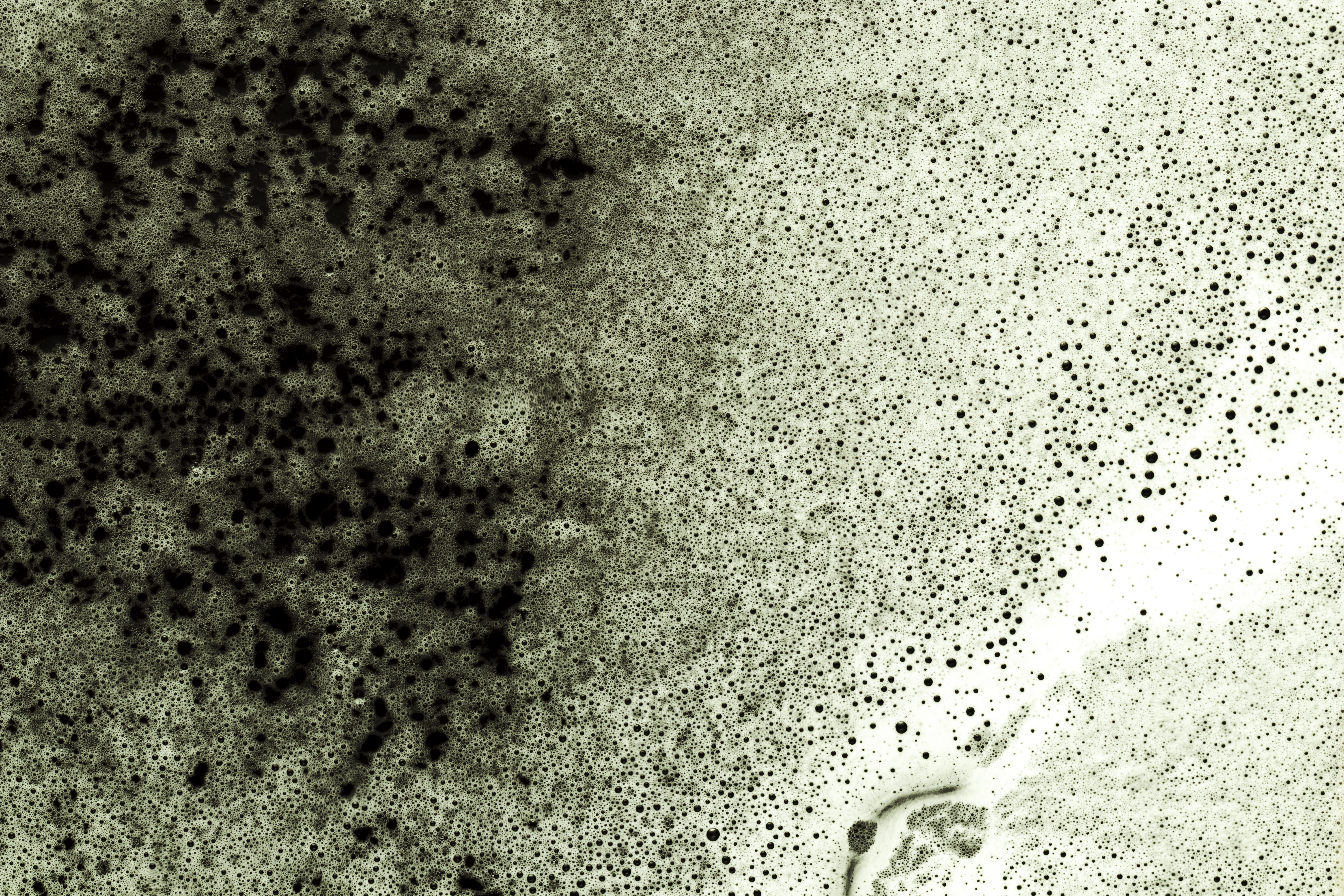 Чем опасна черная плесень для здоровья детей и взрослых?